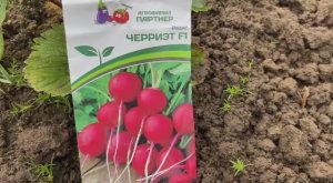 Редис сорт «Черриэт». Посеяла 20 июля