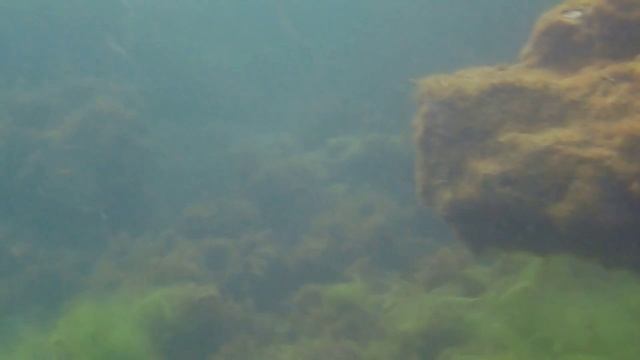Прекрасная морская флора и фауна