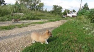 Щенки Вельш-корги пемброк (девки)