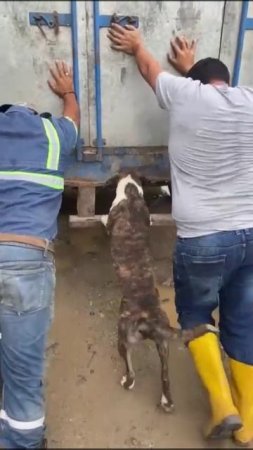 Один толкает двое помогают