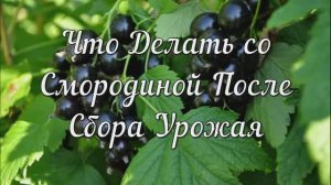 УХОД за СМОРОДИНОЙ в АВГУСТЕ! ПОСЛЕ УБОРКИ УРОЖАЯ