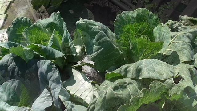 Полив капусты наполнением грядки