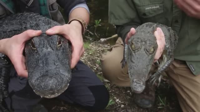 ЖИВОТНЫЕ, КОТОРЫХ МЫ часто ПУТАЕМ между собой смотреть онлайн