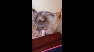 Кот. Кос
