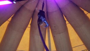 циркшапито_Яранга.mp4