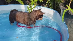 Шейх у нас все таки водоплавающий.
