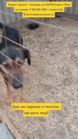 НАС100=99хвостиков+1человек!