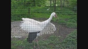 Приветствие белого журавля стерха