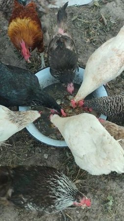 Доброе утро из деревни🏡 Очень плотный завтрак у курочек🐔