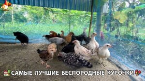 Цыплята и Курочки селяночки лучшие беспородные несушки 🥚 (215)