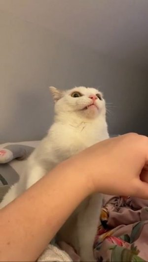 Наш TG https://t.me/liveofcats