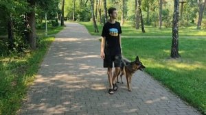 Мы в ответе за тех, кого приручили