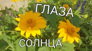 Подобный солнцу, так называется этот  цветок.