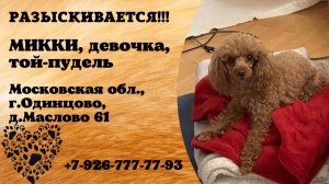 Пропала собака! МИККИ, девочка, той-пудель. Московская обл., г.Одинцово.