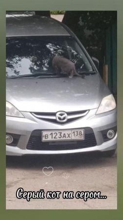 Россия.Сибирь. Ангарск. 24.07.2025г. 🥰🥰🥰 Они для нас СТРАНИЦА В ЖИЗНИ, а мы для них ВСЯ ЖИЗНЬ!
