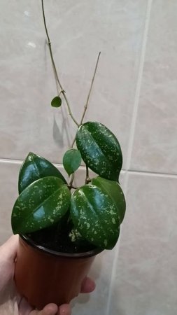 Хойя блестяшка 🌞💖 А называется она очень просто - EPC 997 🤭