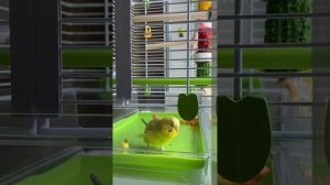 Попугайчик Рикки- забавный говорун. Ricky the parrot is a funny talker. День второй.