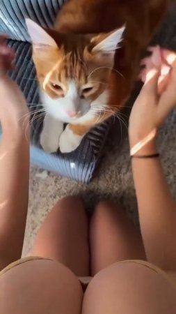 Милый котик! 😊