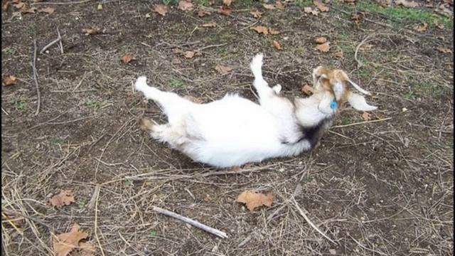 Миотоническая коза