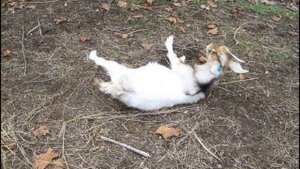 Миотоническая коза