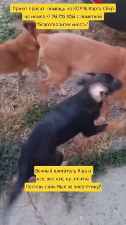 НАС100=99хвостиков+1человек!