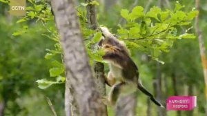 🐒Обезьянки резвятся в заповеднике Байхэ
