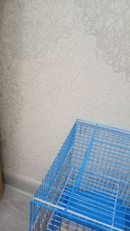 Обзор на хомяка