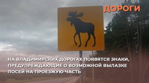 На владимирских дорогах появятся знаки, предупреждающие о возможной вылазке лосей на проезжую часть