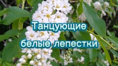 Танцующие белые лепестки