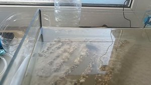 24-07-2025 третья загрузка. Дождевая вода 40% и остальное дистиллированная