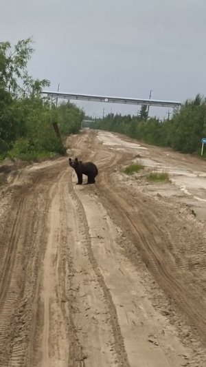 Мишка косолапый