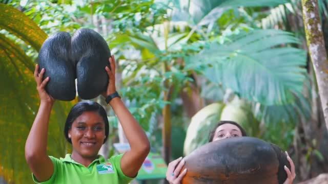 Это Самый Большой Орех в Мире. 10 Редких Сортов Орехов смотреть онлайн