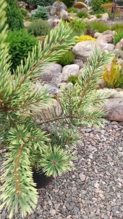 Сосна обыкновенная Одегард ( Pinus silvestris Odegard ).
