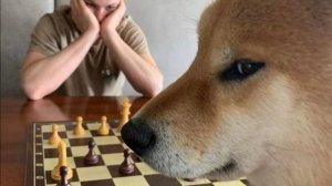 Забавные и талантливые зверушки 🐶🎤🐱 — невероятные моменты, которые точно поднимут настроение!
