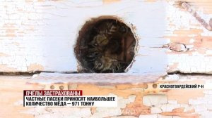 Несладкие последствия засухи: сколько мёда планируют собрать в Крыму в этом году