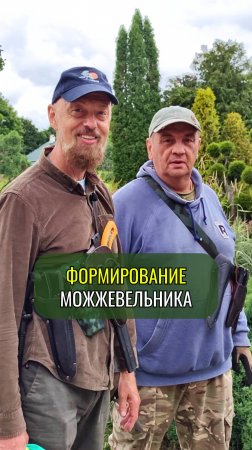 Формирование можжевельника в монастырском саду Площанской пустыни