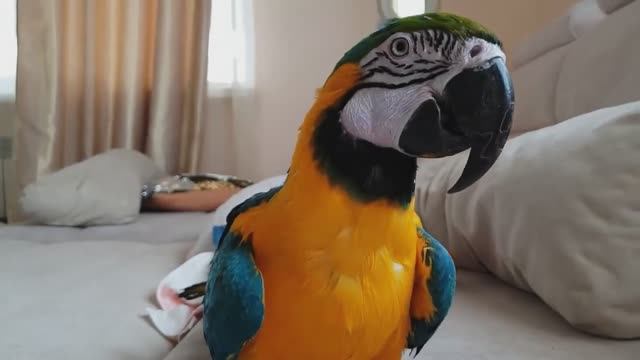 10 Самых Говорящих Видов Попугаев смотреть онлайн