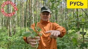 Теперь и медведи за нас !