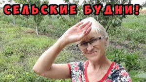 24-07.Покупки.Выкопала 5 сортов лука.Интересный сорт помидор замариновала.