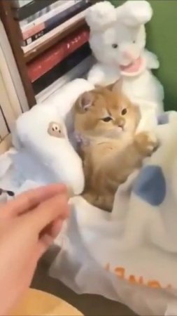 Милота