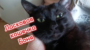 Ласковая кошечка Боня.