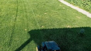 Газон! Мятлик в чистом виде. Последний штрих!Начало выложу позже