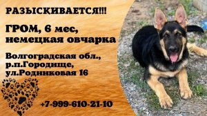 Пропала собака! ГРОМ. 6 мес. Немецкая овчарка.  Волгоградская обл,  р.п. Городище