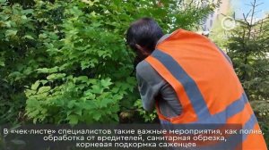 Каждый год на улицах Нижневартовска появляются от 6 до 8 тысяч новых насаждений