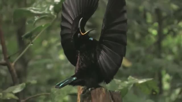 Вот Как Самцы Интересно Ухаживают За Самками смотреть онлайн