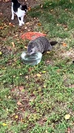 Кража воды посреди бела дня