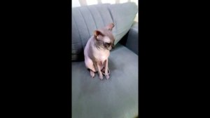 Сфинкс Анфиса и её расколбас))
#сфинксрасколбас#сфинксбудни