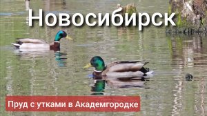 Новосибирск, пруд Академа