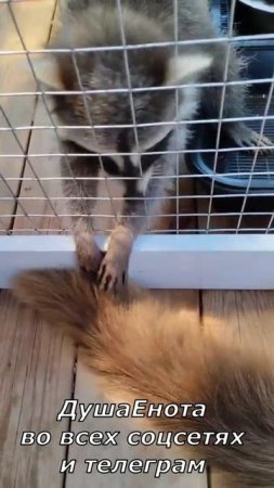Котики енотики)