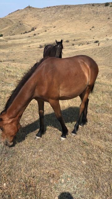 Горные жители…